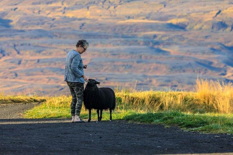 هتل Fljotsbakki Farm