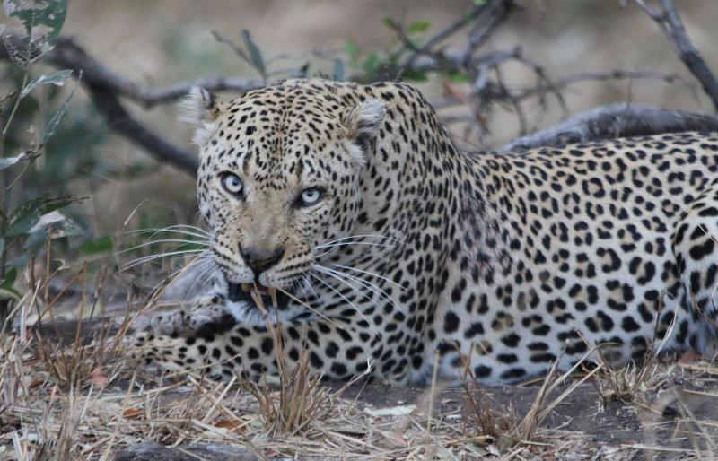 בית מלון כפרי Izulu Eco Lodge