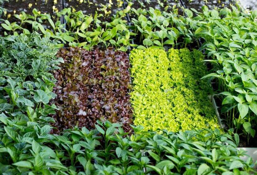 בית מלון כפרי Agriturismo Arte Contadina