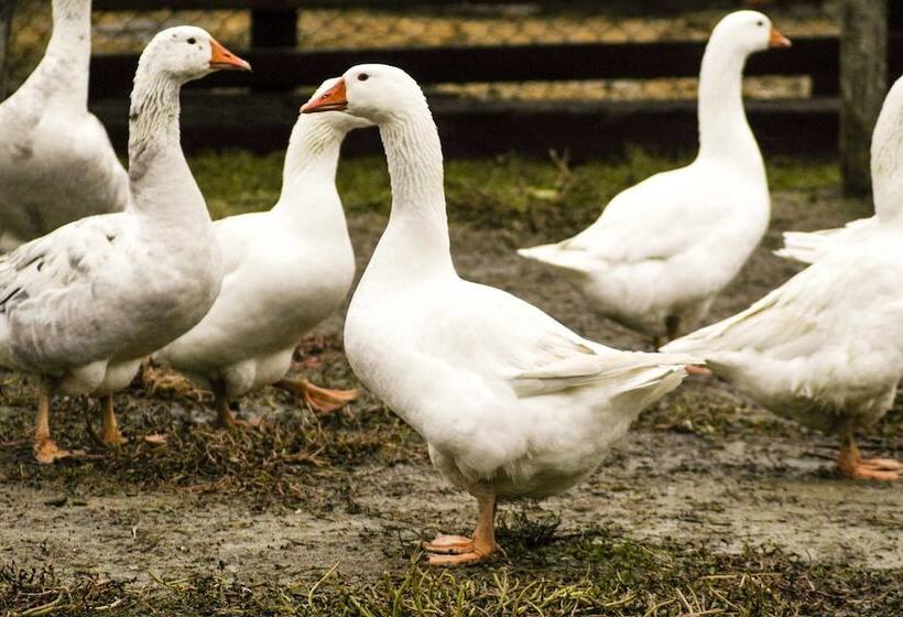 בית מלון כפרי Agriturismo Arte Contadina