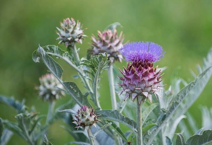 בית מלון כפרי Agriturismo Arte Contadina