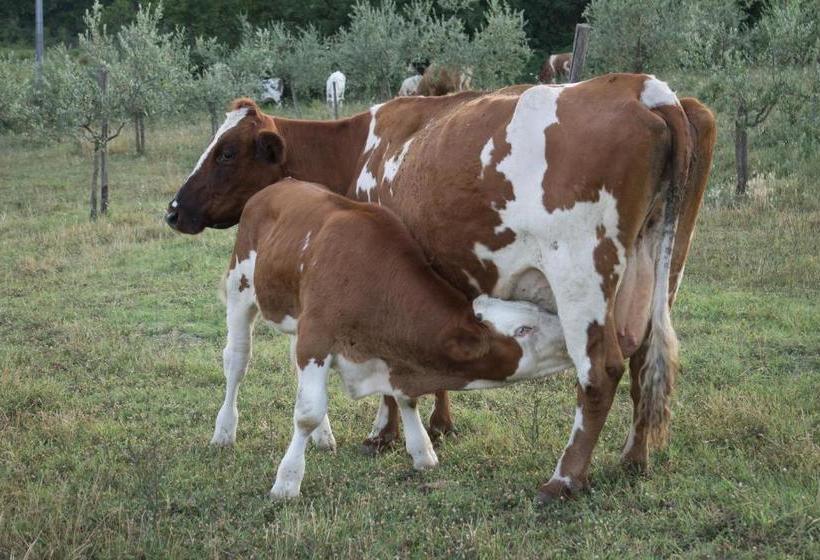 בית מלון כפרי Agriturismo Massoserpente