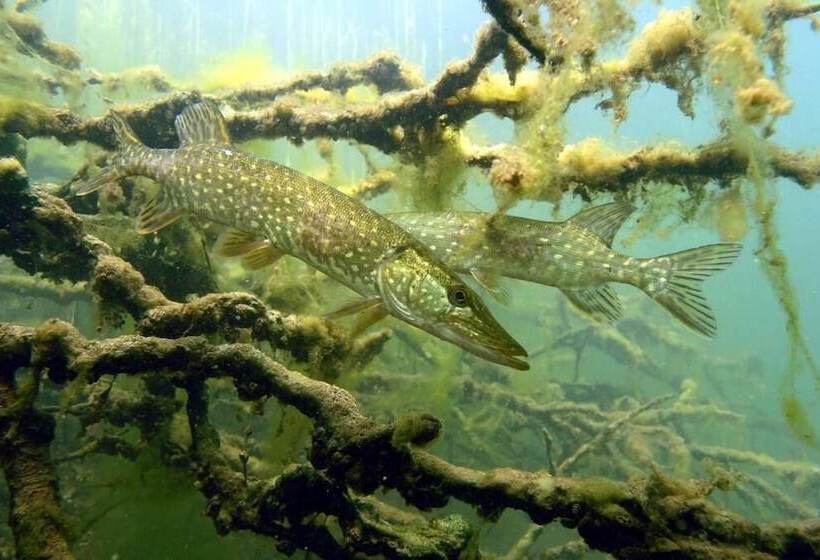 田舎風ホテル Agroturystyka U Przyjaciol Soni