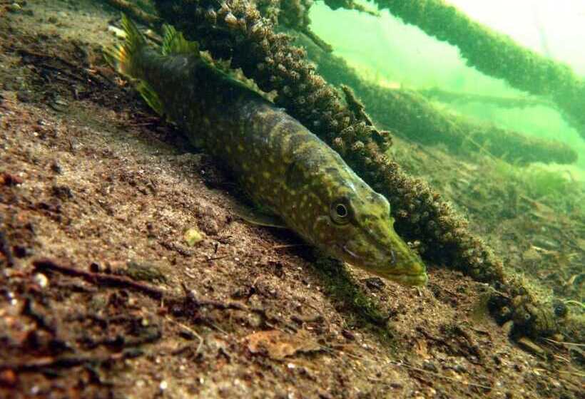 田舎風ホテル Agroturystyka U Przyjaciol Soni