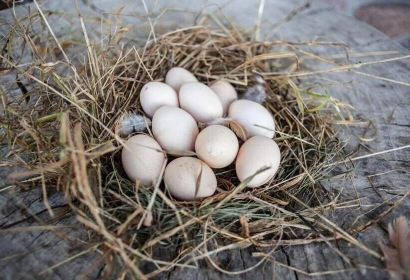 田舎風ホテル Agroturystyka U Przyjaciol Soni