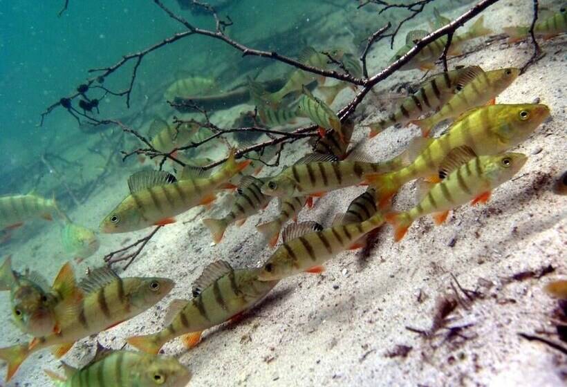 田舎風ホテル Agroturystyka U Przyjaciol Soni