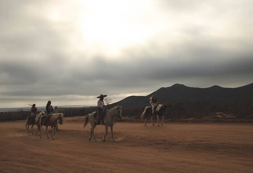 ユースホステル Mayan Monkey Los Cabos | Social