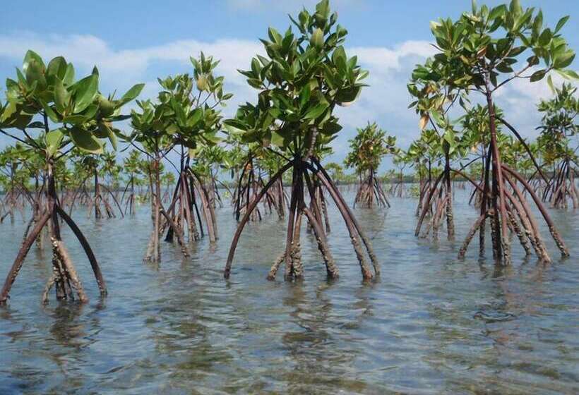 ペンション Eco Cabanas Marakolliya