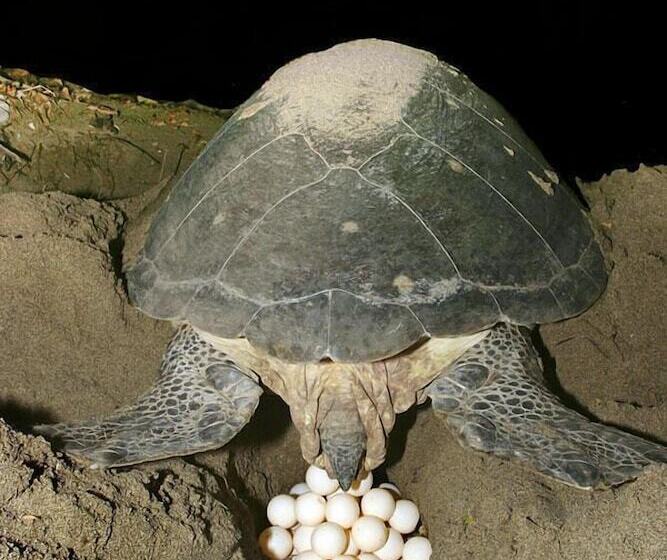 ペンション Eco Cabanas Marakolliya