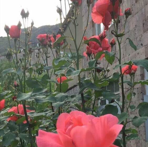 هاستل In Alaverdi