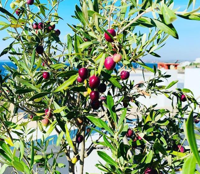 مبيت وإفطار Dei Del Mare Extra Luxury