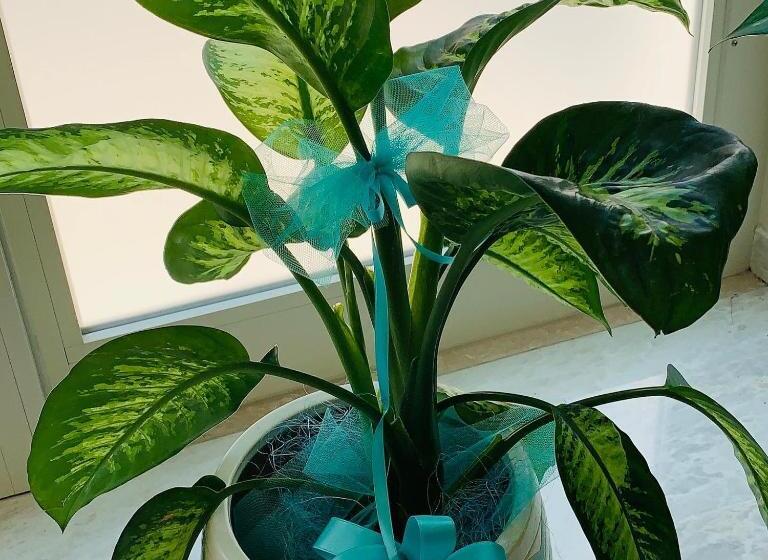 مبيت وإفطار Dei Del Mare Extra Luxury