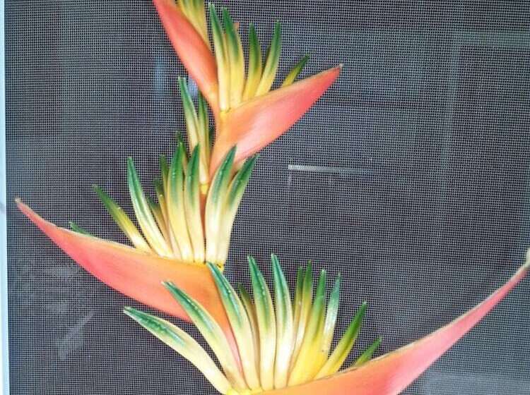 فندق Gecko Lodge Fiji