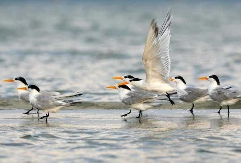 בית מלון כפרי Kodev