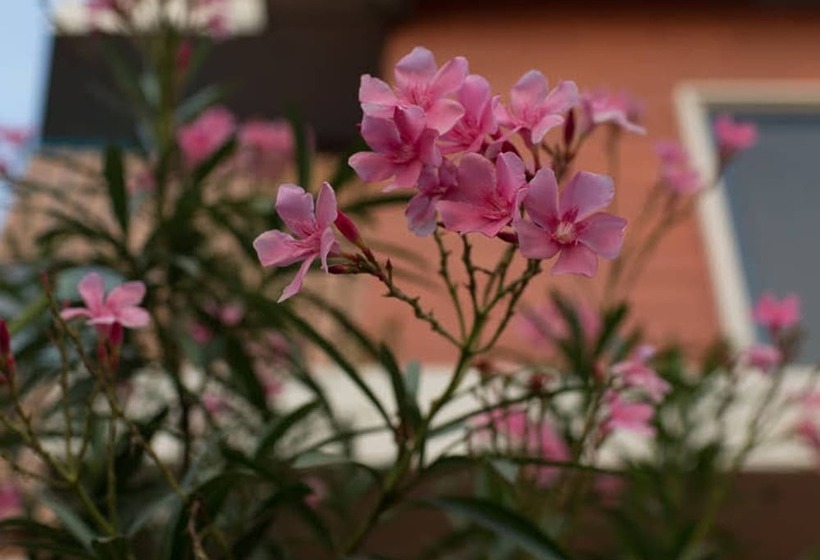 Отель Kuzhupilly Beach House