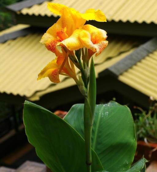 فندق Train View Chalet