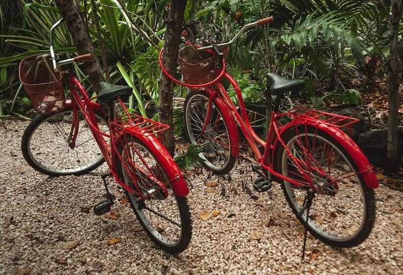 호텔 Eco Rooms Casa Coyote