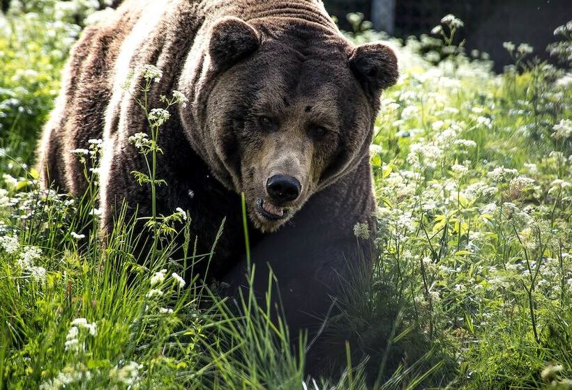 בית מלון כפרי Pajarinhovi