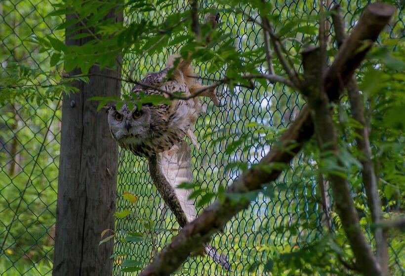 בית מלון כפרי Pajarinhovi