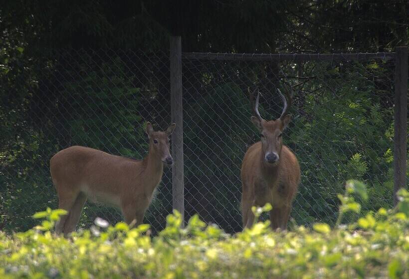 בית מלון כפרי Pajarinhovi