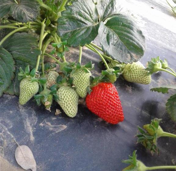 田舎風ホテル Agriturismo Bocci