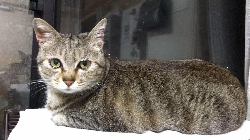 Akasawa Onsen Ryokan