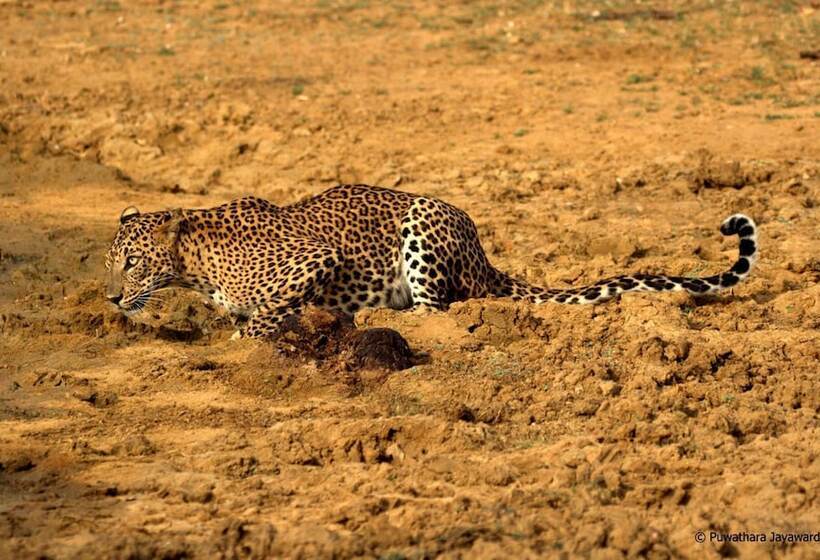 호텔 Back Of Beyond Dune Camp Yala