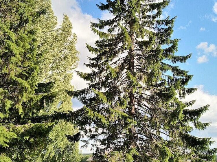 בית מלון כפרי Anssilan Maatila