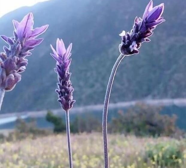 پانسیون Gite Du Lac