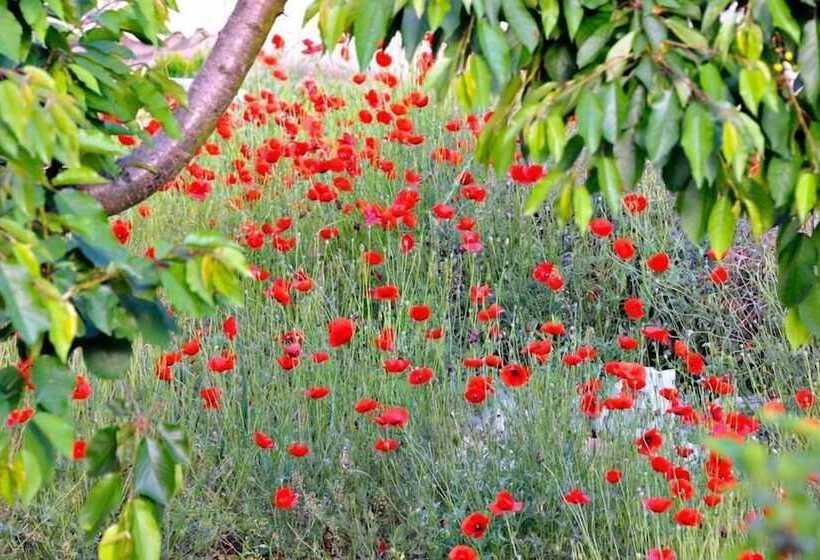 Studios Kostas & Despina