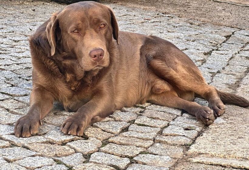 مبيت وإفطار Casal Da Viúva