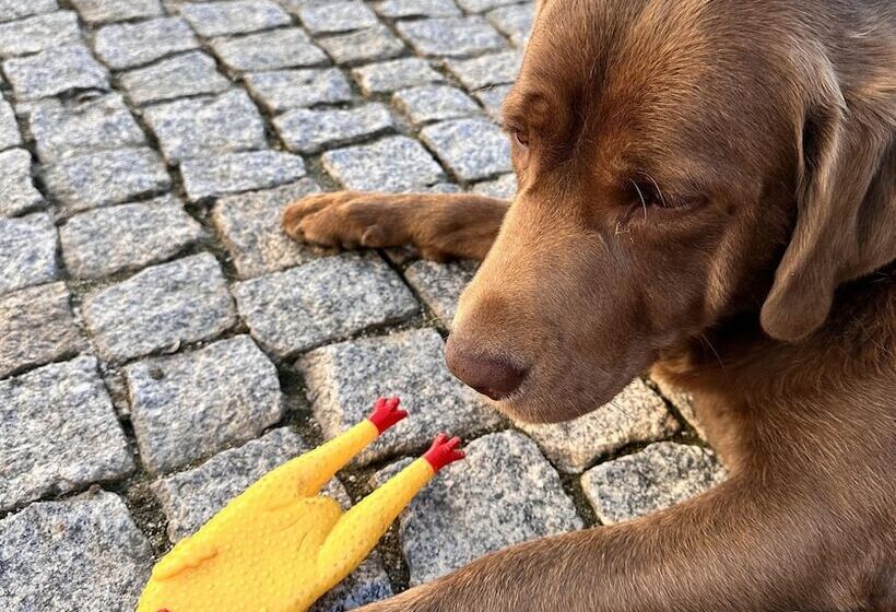 مبيت وإفطار Casal Da Viúva