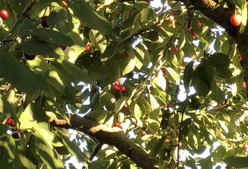 住宿加早餐  Riverside Inn