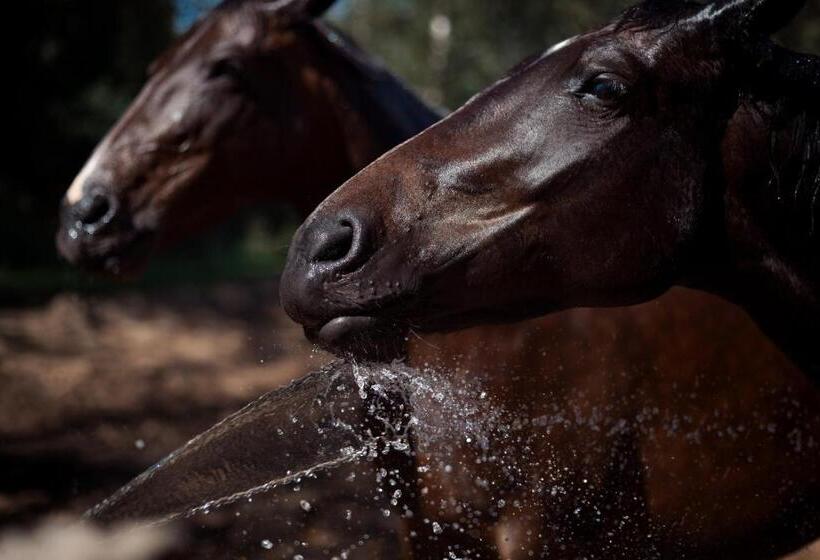 בית מלון כפרי Martiany 21