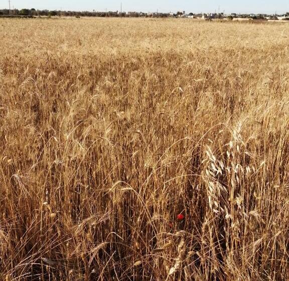 فندق ريفى Agriturismo Tenuta Perruzzi