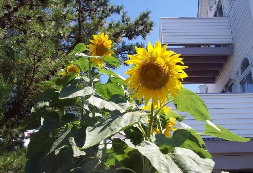 Adams Ocean Front Resort