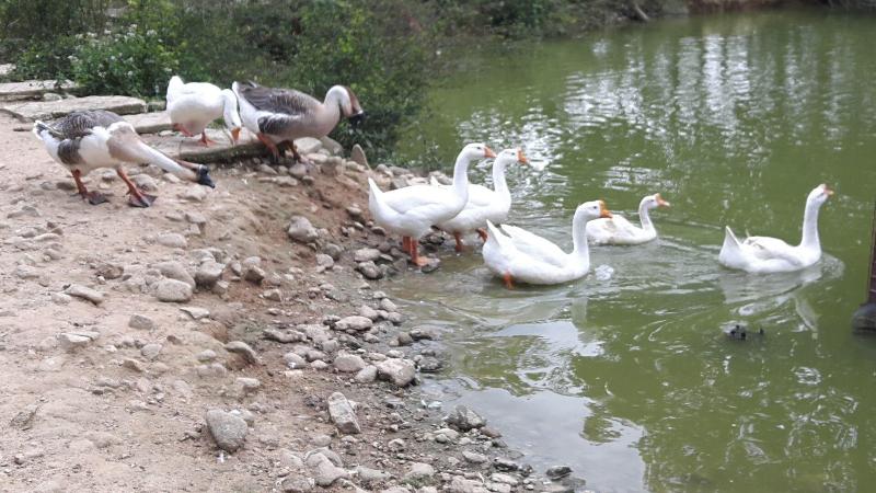 فندق Kampung Janda Baik