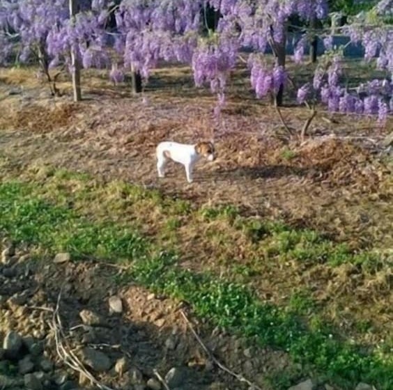 هتل روستایی Agriturismo Valbona