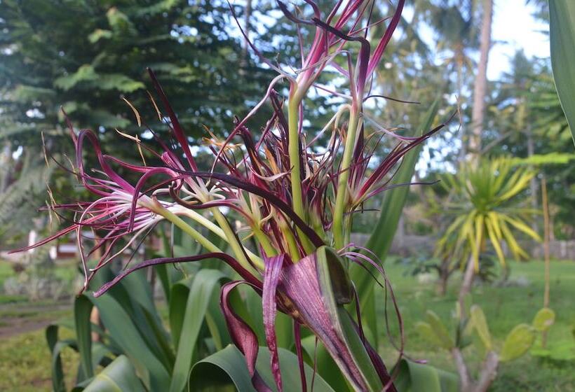 ベッドアンドブレックファースト Amigos Bungalows Gili Meno