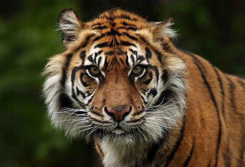 호텔 Cambridge Top 10 Holiday Park