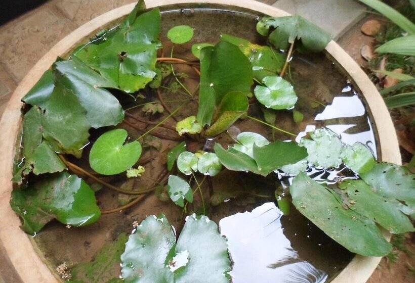 بنسيون Green Bamboo House