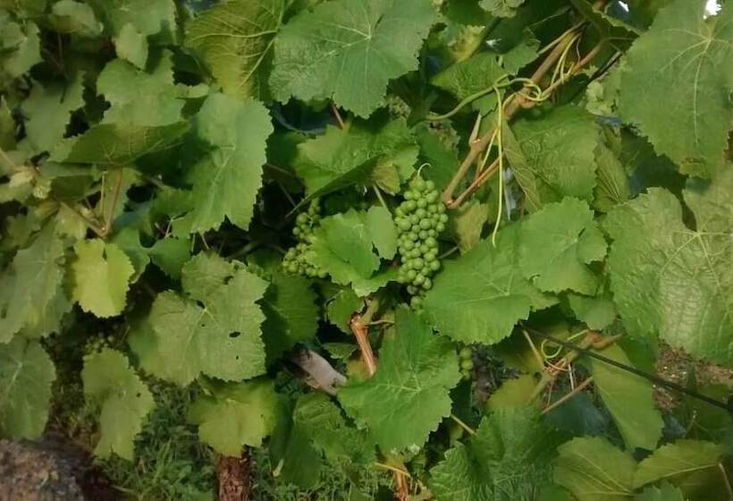 ペンション Weingut Sauer Kettermann