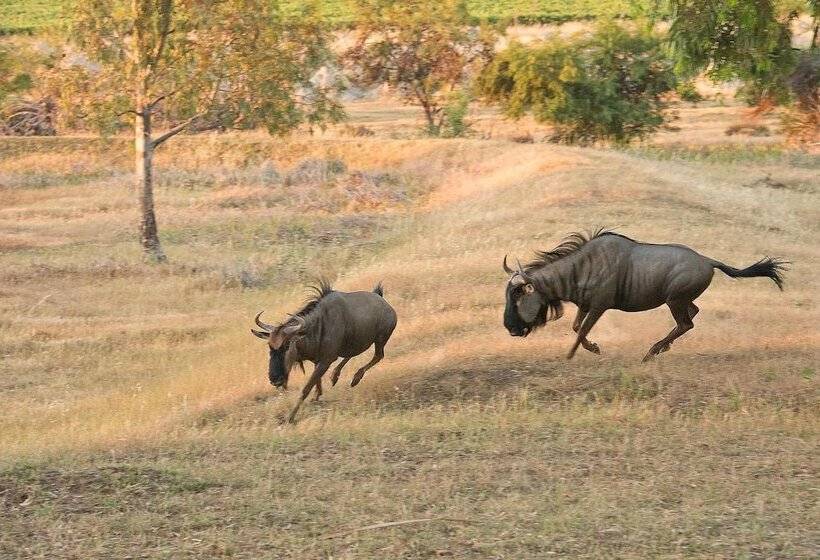Denneboom Vineyards And Wildlife
