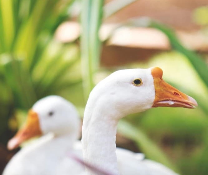 אתר נופש Paradise Lagoon