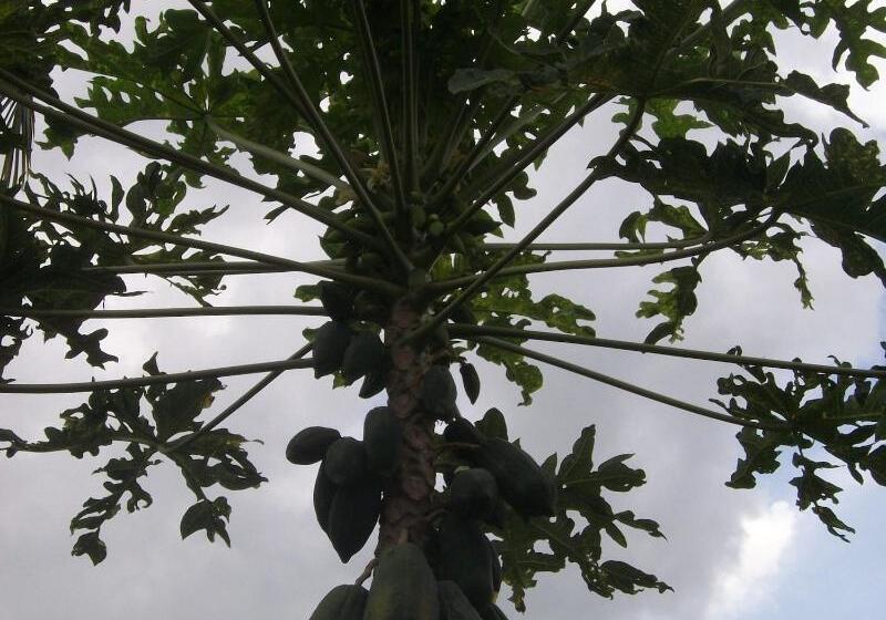 膳宿费 Indah Homestay And Cooking Classes