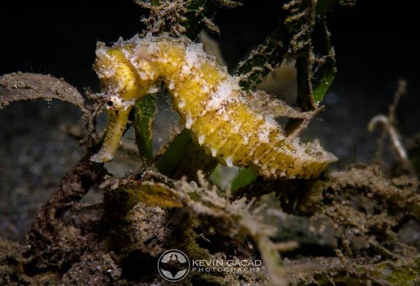 Badladz Staycation Condos