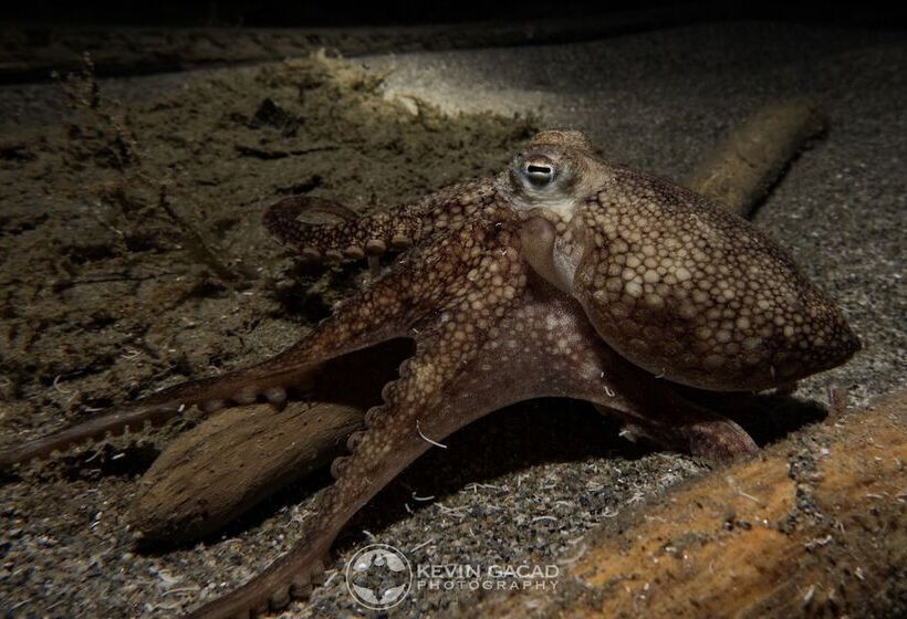 Badladz Staycation Condos