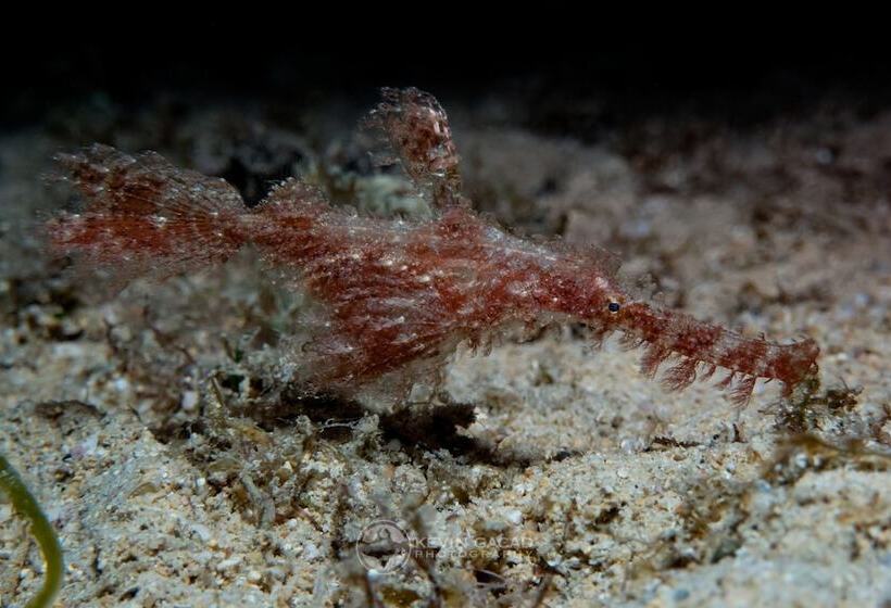 Badladz Staycation Condos