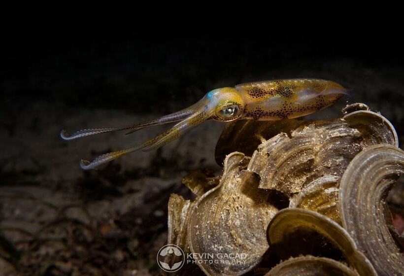 Badladz Staycation Condos