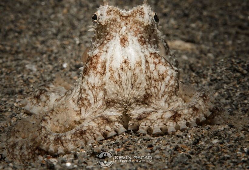 Badladz Staycation Condos